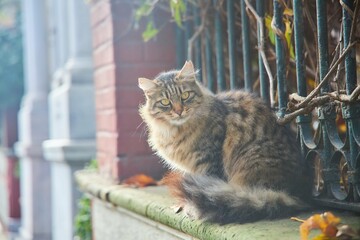Cats living on the street. Animal care in the city.