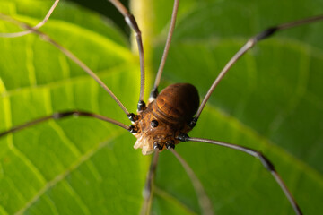 Opiliones Harvestman spider on leaf close up