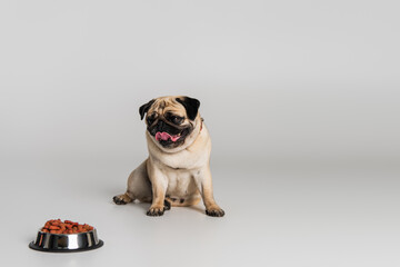 purebred pug dog sticking out tongue near stainless bowl with pet food on grey background.