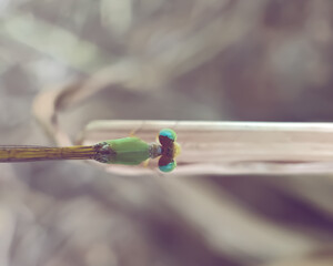 Ceriagrion coromandelianum