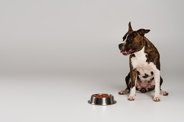 staffordshire bull terrier sitting near bowl with pet food on grey.