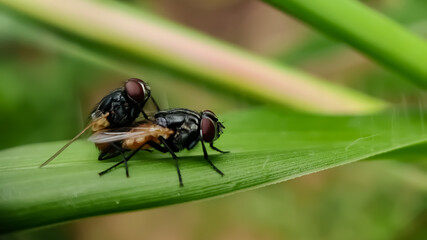 Sarcophaga carnaria