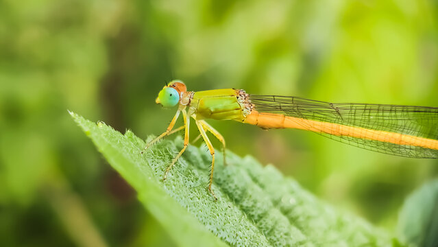 Ceriagrion coromandelianum