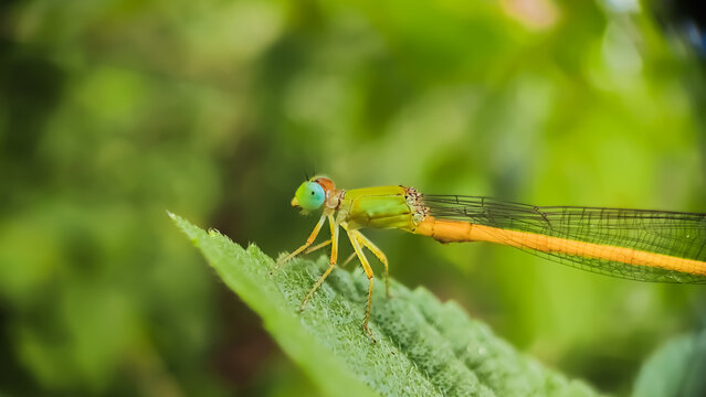 Ceriagrion coromandelianum