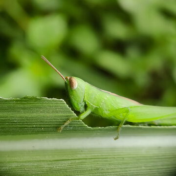 Chorthippus