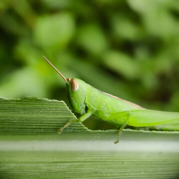 Chorthippus