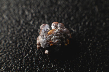 Close-up of a kidney stone. Neoplasm urolithiasis of the kidneys. nephrolithiasis - Closeup shot of a kidney stone renal calculus or nephrolith on a black porous background.