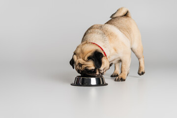 purebred pug dog in red collar eating pet food from stainless bowl on grey background.