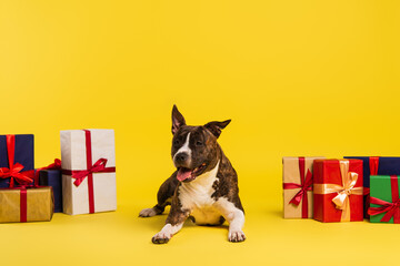 purebred staffordshire bull terrier resting near wrapped presents on yellow background.