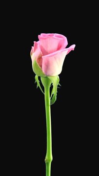 Time lapse of opening pink Aqua rose with ALPHA transparency channel isolated on black background, vertical orientation