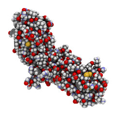 Tissue factor (TF, extracellular part) protein. Essential in extrinsic pathway of blood coagulation.