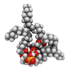 Cardiolipin (tetraoleoylcardiolipin) mitochondrial membrane lipid, molecular model