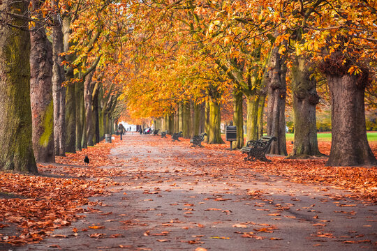 Autumn scene in Greenwich park, London, England