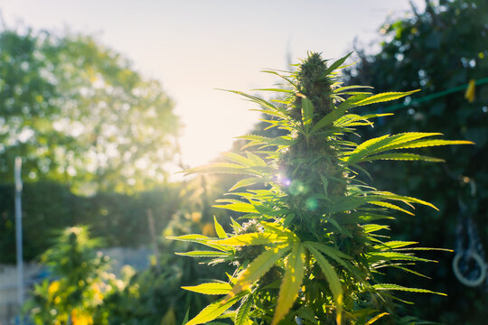 flor de marijuana con cogollos 