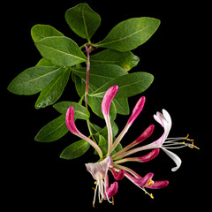 Flowers of honeysuckle, lat. Lonicera periclymenum Serotina, isolated on black background