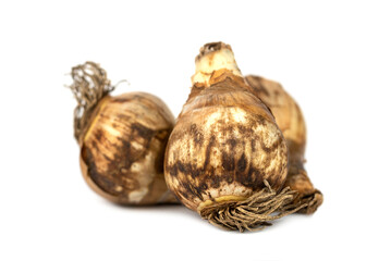 the fresh narcissus flower bulbs