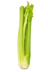 the fresh green  celery sticks