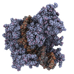 T7 RNA polymerase in complex with DNA and RNA.