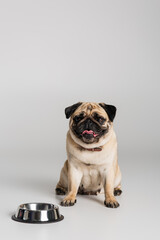 purebred pug dog in collar sitting near stainless bowl on grey background.