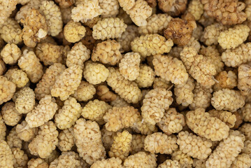the dried white mulberry (Morus alba) common mulberry, silkworm mulberry