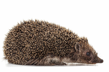 Common hedgehog, or  European hedgehog, also known as the West European hedgehog, lat. Erinaceus europaeus, isolated on white background