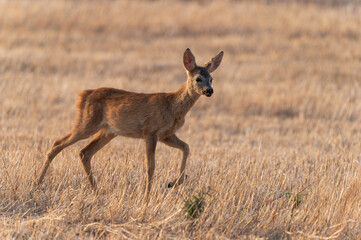 Little curious roe baby in sunset light