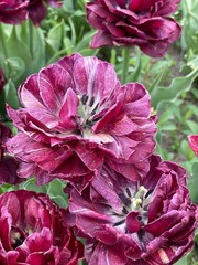 Burgundy Tulip