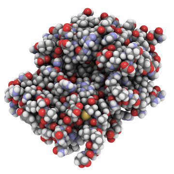 Ricin castor bean plant poisonous protein, chemical structure.