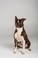purebred staffordshire bull terrier sitting and looking away on grey.