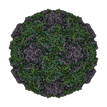 Human Rhinovirus 16. Rhinoviruses are the main cause of the common cold (sore throat, runny nose, coughing, sneezing, nasal congestion, etc). Atomic-level structure.