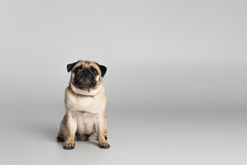purebred pug dog in red collar looking at camera on grey background.