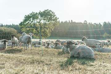 Schafherde auf grüner Wiese am frühen Morgen.