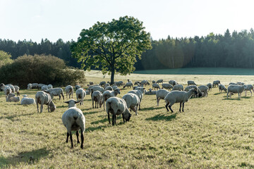 Schafherde auf grüner Wiese am frühen Morgen.