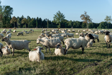 Schafherde auf grüner Wiese am frühen Morgen.