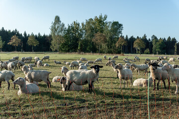 Schafherde auf grüner Wiese am frühen Morgen.