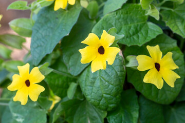 Blooming thunbergia alata in the garden