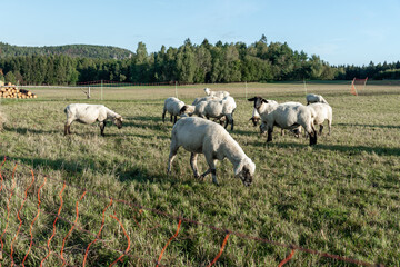 Schafherde auf grüner Wiese am frühen Morgen.