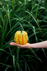Taking yellow pumpkin outside with green grass background
