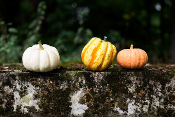 Pumpkins outside on moss-covered stone