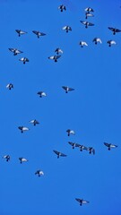 flock of seagulls