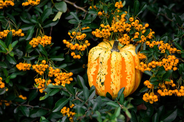 Pumpkins outside with bush orange berry