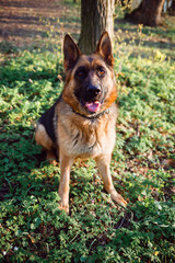 Beautiful shepherd dog in the forest in nature on the background of green leaves
