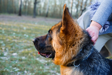 German shepherd sitting on a stump in the forest with a leash