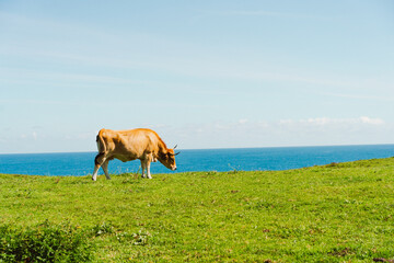 vaca pastando hierba frente al mar