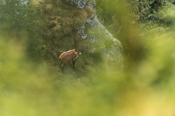 Rupicapra rupicapra in mountainous areas of Romania