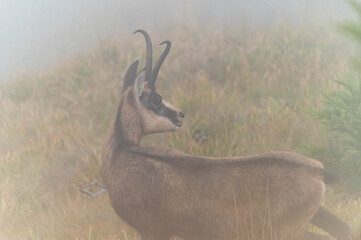 Rupicapra rupicapra in mountainous areas of Romania