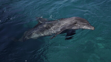 Naklejka premium dolphin in the water