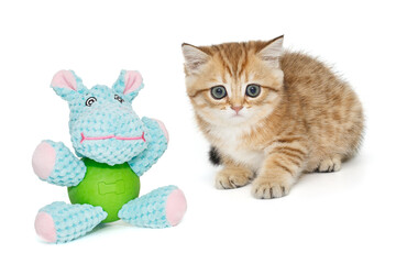 Fototapeta na wymiar Scottish Fold kitten and Hippo toy