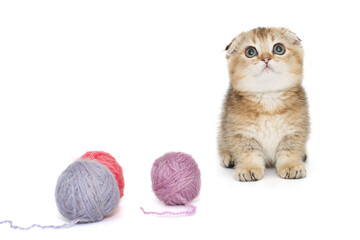 Scottish fold kitten and balls of multicolored wool