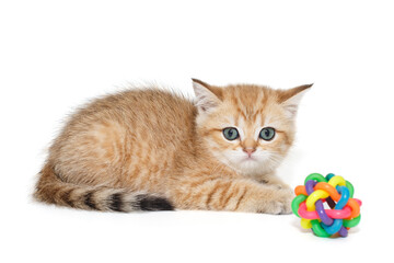 Fototapeta na wymiar Scottish kitten and toy ball